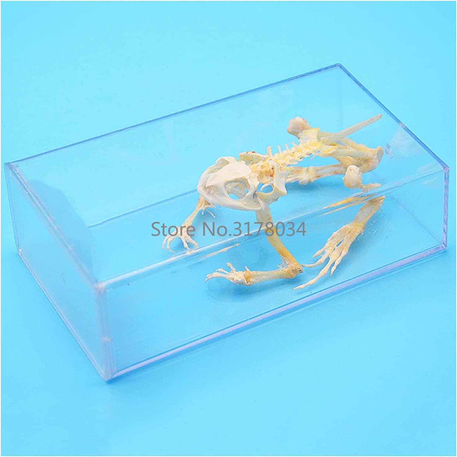 動物の骨格モデルカエルの骨標本剥製用品アート骨獣医医学 1: - Art And Craft Science のレビューと価格